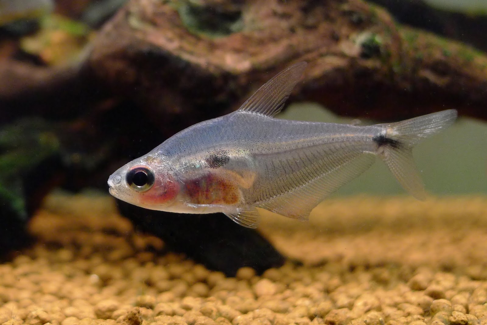 秘鲁红翅金刚灯 （Phenacogaster sp.）灯鱼饲养资料，图片