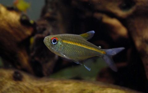 阿莲卡橙线霓虹 （Hemigrammus sp. “orange line” from Alenquer “Lago inanu”）灯鱼饲养资料，图片