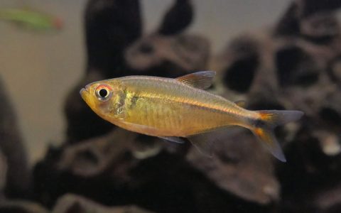 红眼杏子灯 （Hemigrammus sp. ）灯鱼饲养资料，图片