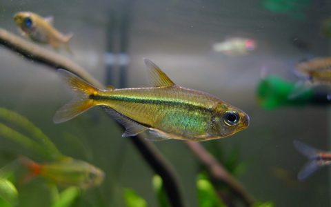 绿线王子灯 （Hemigrammus barrigonae）灯鱼饲养资料，图片