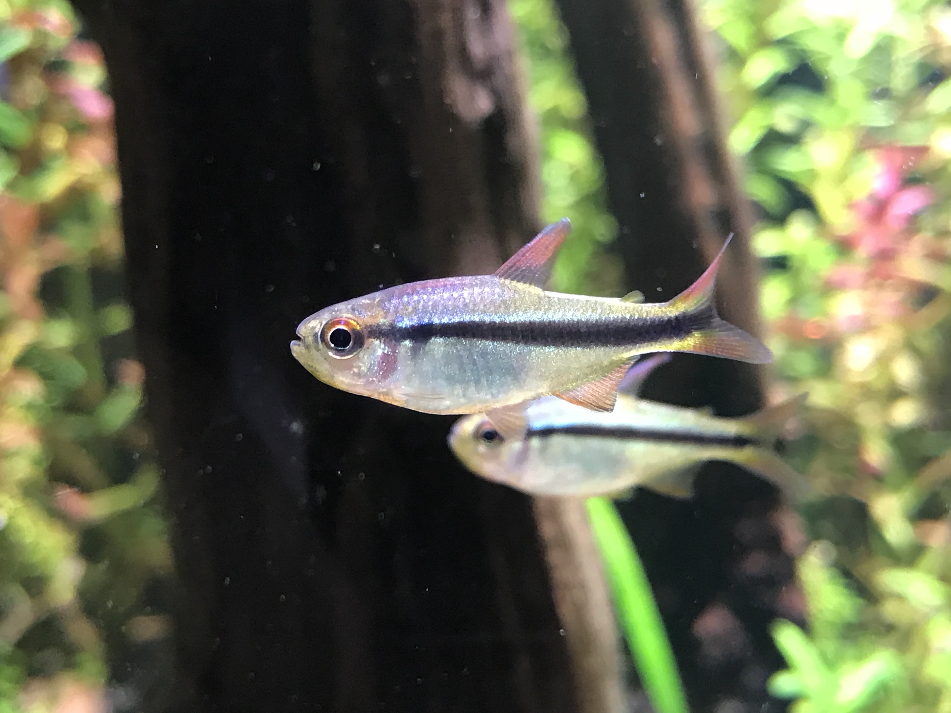 皇室青魔鬼灯 （Hyphessobrycon sp. “Imperial lapis tetra”）灯鱼饲养资料，图片