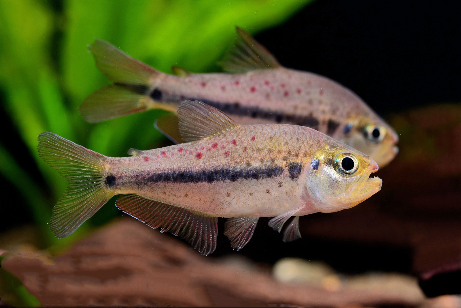 花豹灯 （Pseudochalceus kyburzi）灯鱼饲养资料，图片