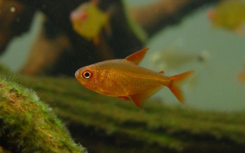 甜心柠檬灯 （Hyphessobrycon cf. pulchripinnis）灯鱼饲养资料，图片