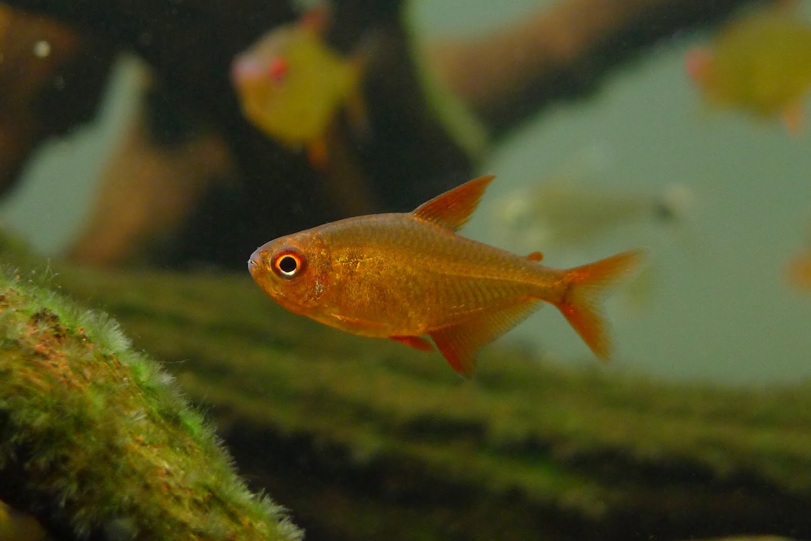 甜心柠檬灯 （Hyphessobrycon cf. pulchripinnis）灯鱼饲养资料，图片