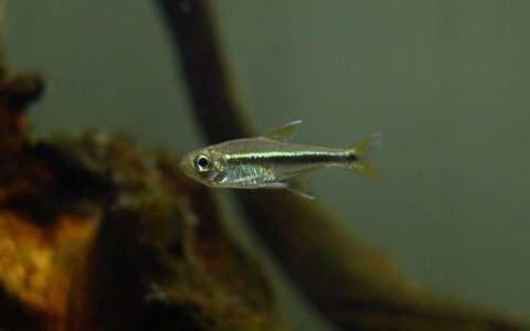 抺茶双色灯 （Characidae sp.）灯鱼饲养资料，图片