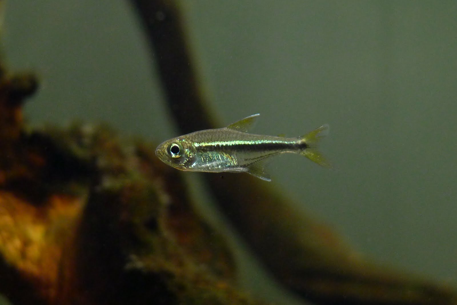 抺茶双色灯 （Characidae sp.）灯鱼饲养资料，图片