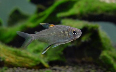 白羽毛灯 （Moenkhausia sp. from Suriname）灯鱼饲养资料，图片