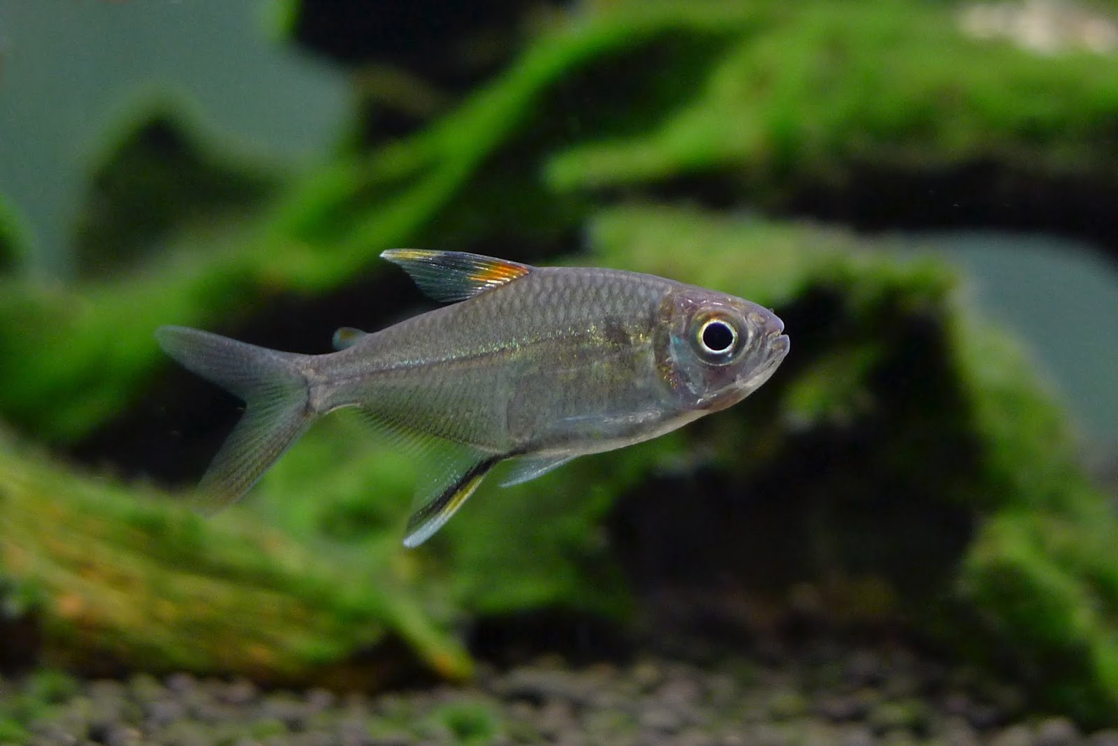 白羽毛灯 （Moenkhausia sp. from Suriname）灯鱼饲养资料，图片