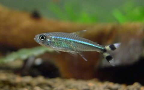 蓝琉璃燕尾灯 (Moenkhausia sp. “scissor tail neon green”)灯鱼饲养资料，图片