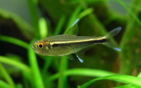 幻眼黑灯 (Hyphessobrycon eschwartzae)灯鱼饲养资料，图片