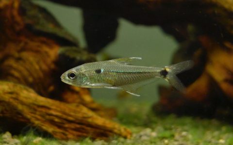 投肯廷斯金刚灯 （Phenacogaster sp. from Rio Tocantins）灯鱼饲养资料，图片