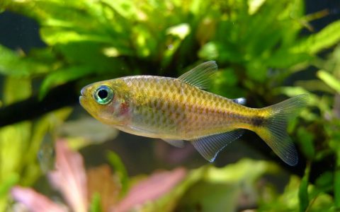 紫影翡翠可卡灯 （Moenkhausia chlorophthalma）灯鱼饲养资料，图片