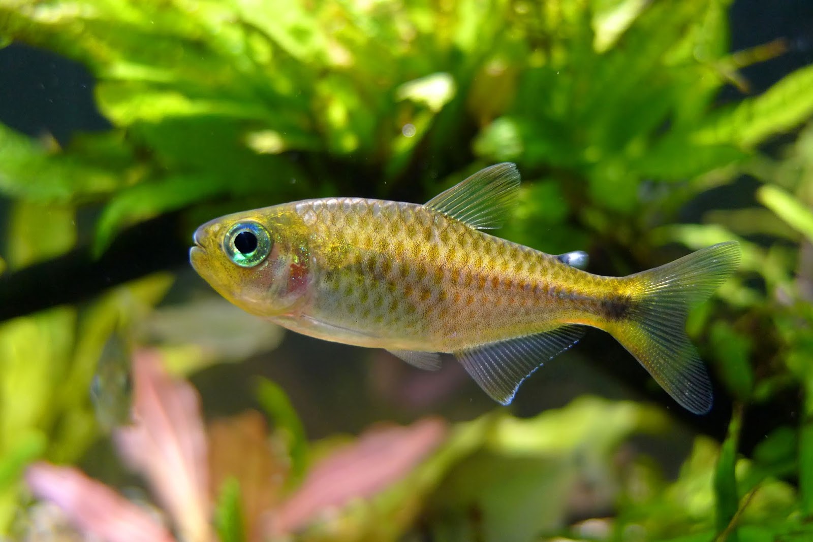 紫影翡翠可卡灯 （Moenkhausia chlorophthalma）灯鱼饲养资料，图片