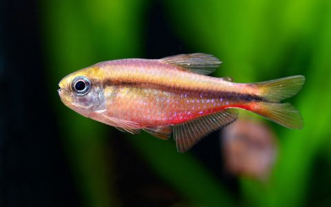 超级红魔鬼灯 （Hyphessobrycon notidanos ‘Red’ ）灯鱼饲养资料，图片