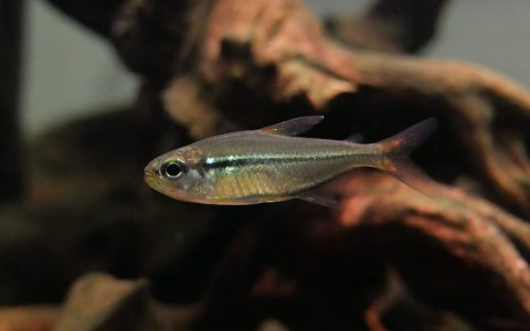 窈窕公主灯 （Hemigrammus sp. from Rio Araguaia）灯鱼饲养资料，图片