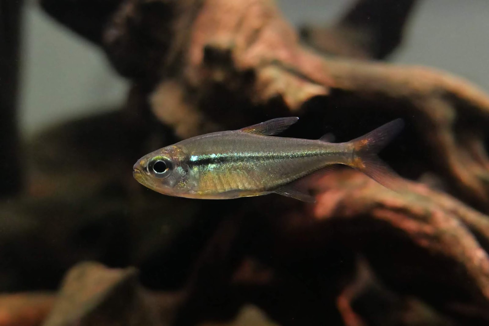 窈窕公主灯 （Hemigrammus sp. from Rio Araguaia）灯鱼饲养资料，图片