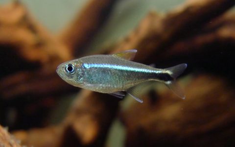 蓝线金灯 (Hyphessobrycon saizi)灯鱼饲养资料，图片