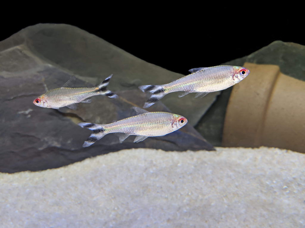 红眼剪刀 （Petitella georgiae）灯鱼饲养资料，图片