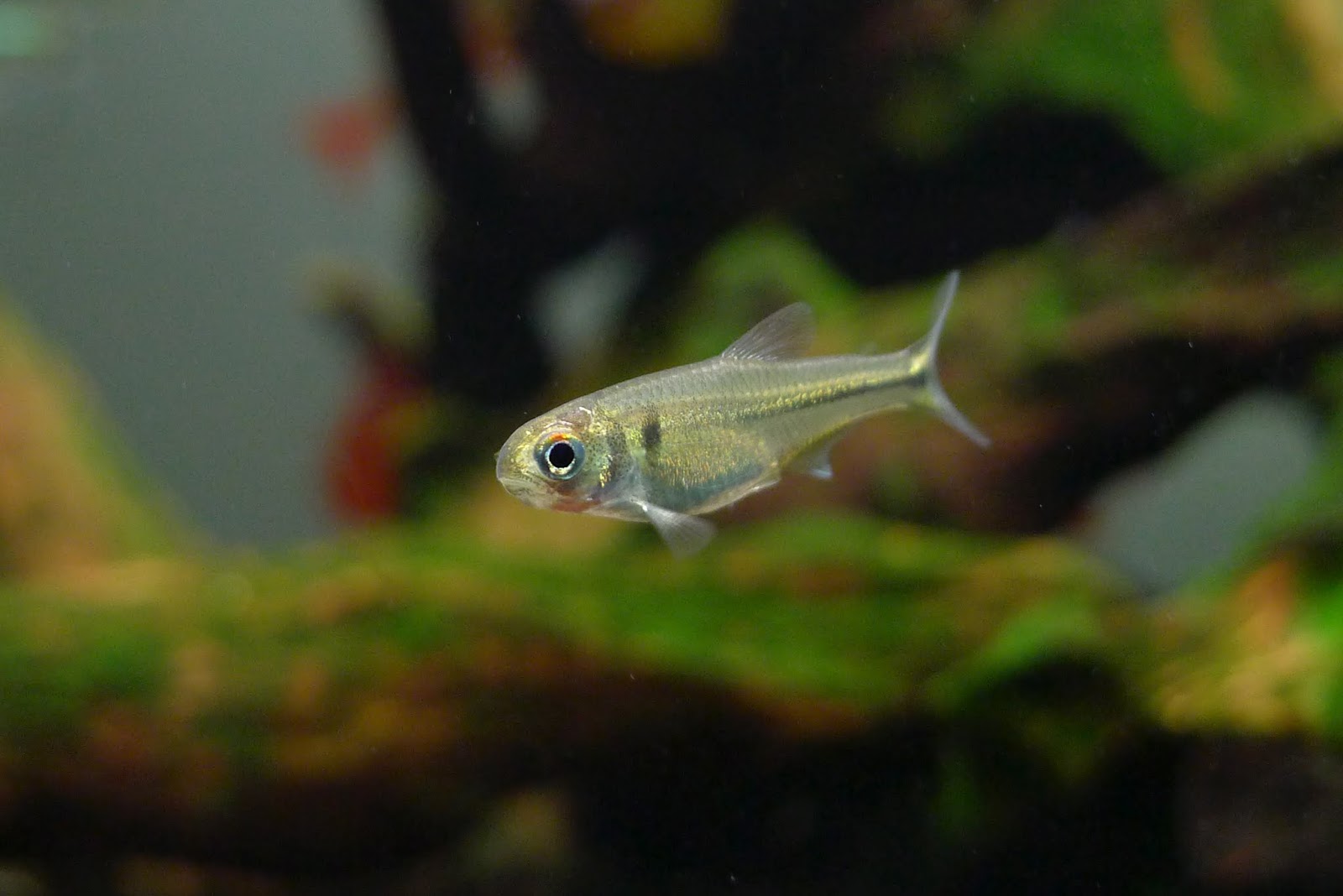 火炬炫彩灯 （Ceratobranchia elatior）灯鱼饲养资料，图片