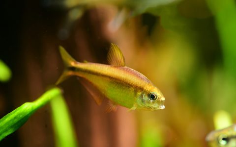 超级黄魔鬼灯 (Hyphessobrycon notidanos)灯鱼饲养资料，图片
