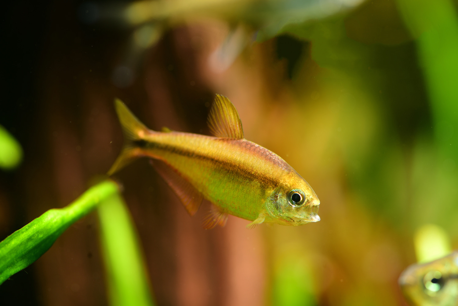 超级黄魔鬼灯 (Hyphessobrycon notidanos)灯鱼饲养资料，图片