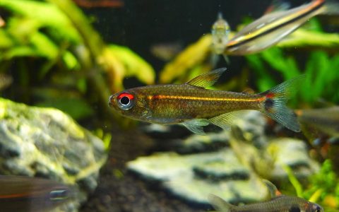 森巴红尾灯 （Hemigrammus sp. / Parapristella spp.）灯鱼饲养资料，图片