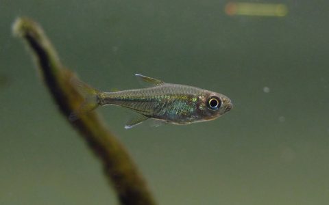 秘鲁青线水晶灯 （Hyphessobrycon sp.）灯鱼饲养资料，图片