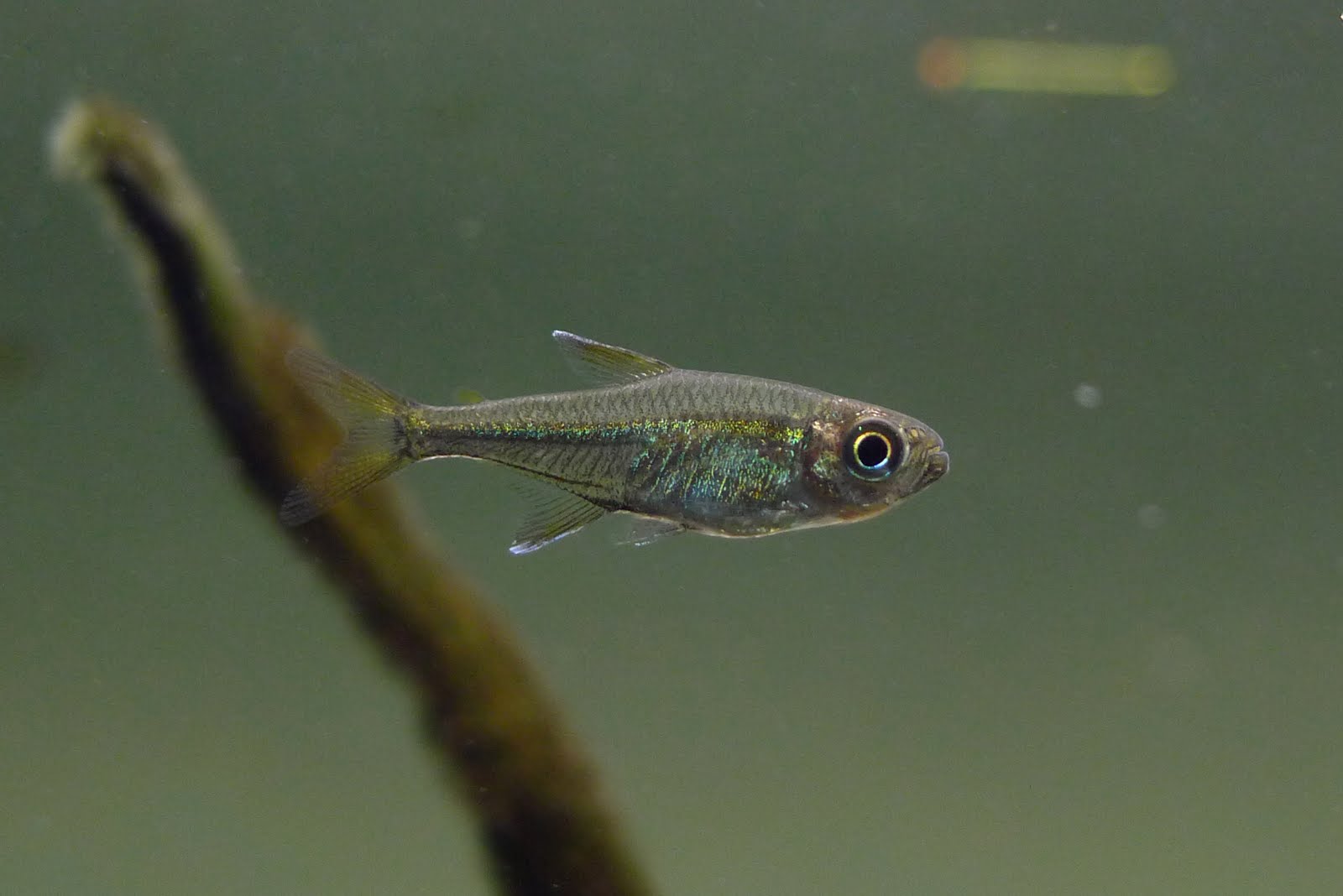 秘鲁青线水晶灯 （Hyphessobrycon sp.）灯鱼饲养资料，图片