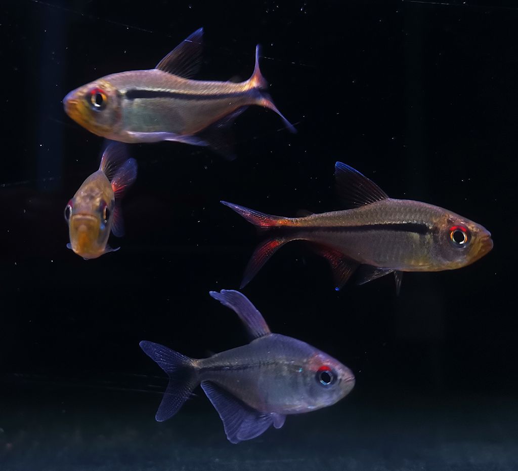 红眼祖鲁亚灯 （Hyphessobrycon chiribiquete）灯鱼饲养资料，图片