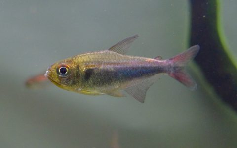 帝王蓝灯 (Hyphessobr​​​​ycon cf. margitae)饲养资料，图片