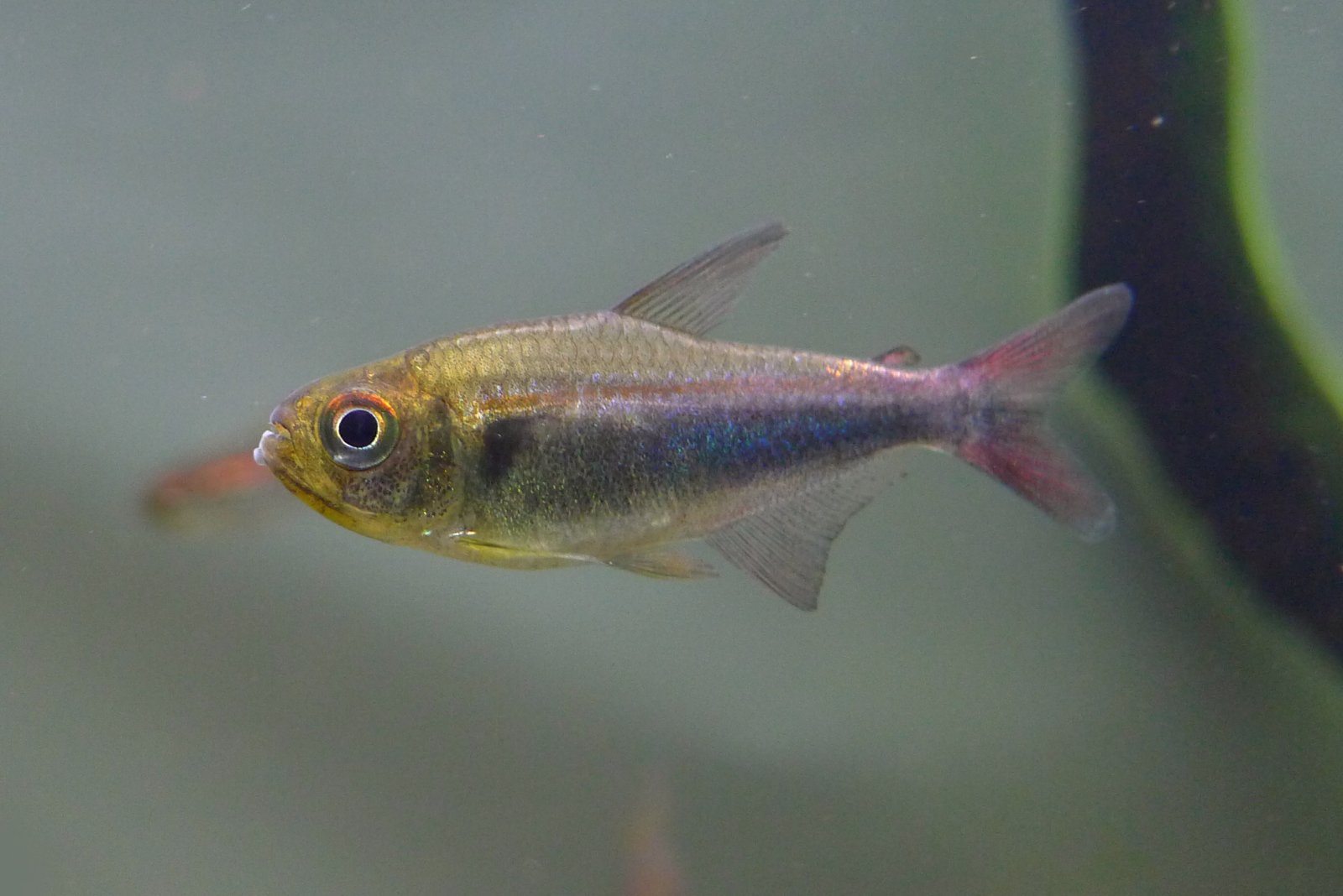 帝王蓝灯 (Hyphessobr​​​​ycon cf. margitae)饲养资料，图片