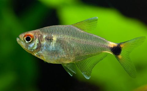 头尾灯 （Hemigrammus ocellifer）灯鱼饲养资料，图片