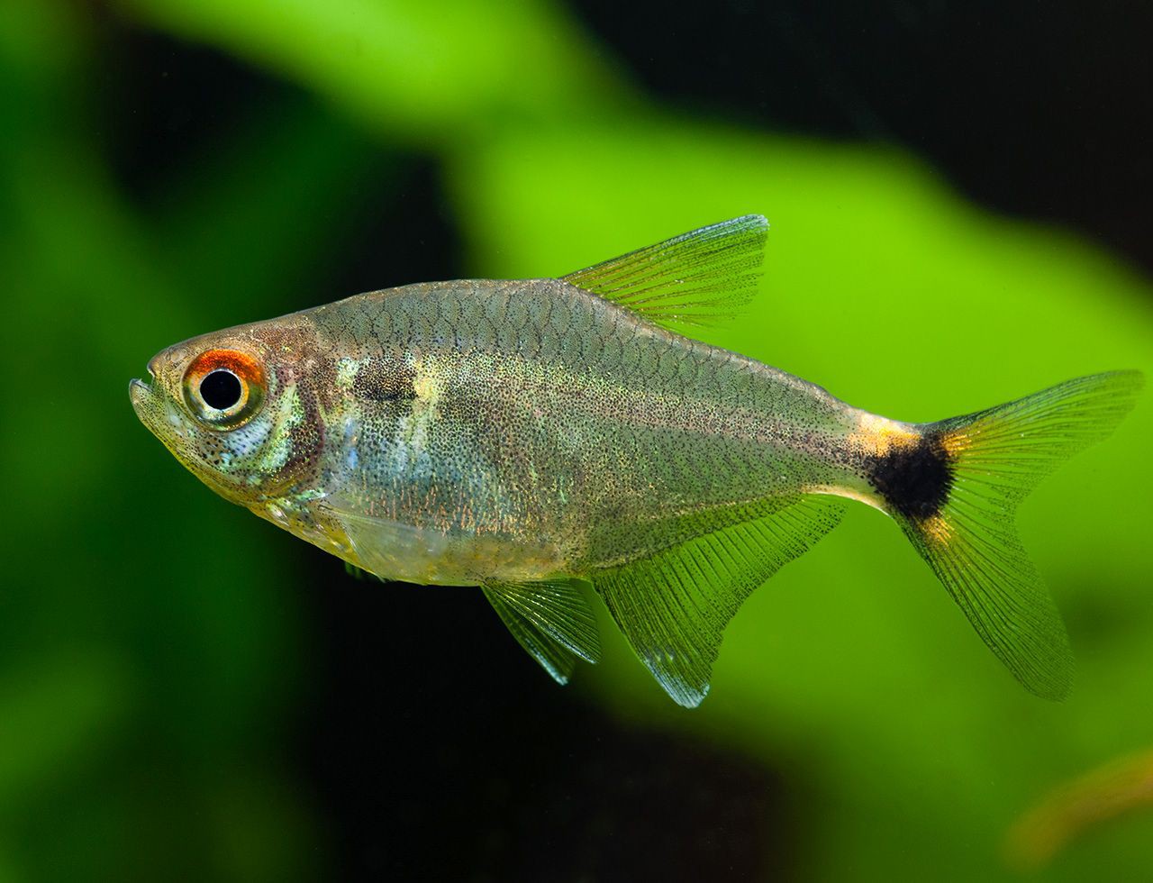 头尾灯 （Hemigrammus ocellifer）灯鱼饲养资料，图片