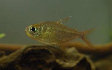 迷幻蓝眼灯 （Hyphessobrycon condotensis）灯鱼饲养资料，图片
