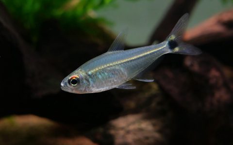 申古幽灵灯 （Astyanax multidens）灯鱼饲养资料，图片