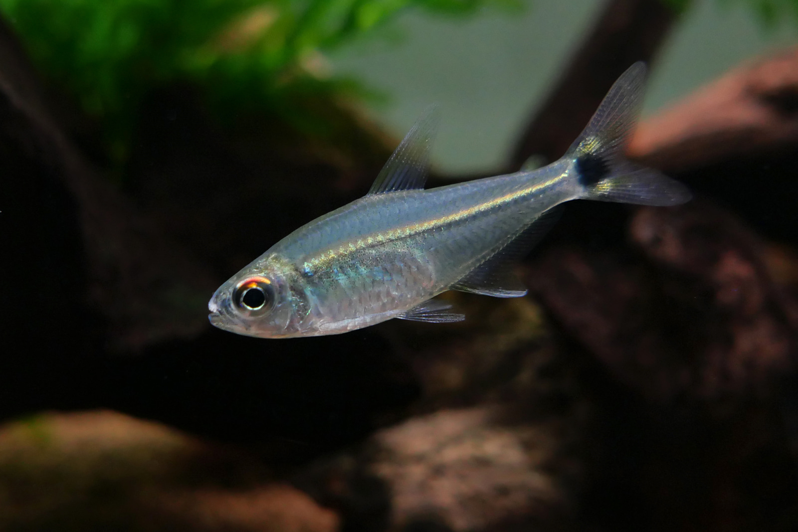 申古幽灵灯 （Astyanax multidens）灯鱼饲养资料，图片