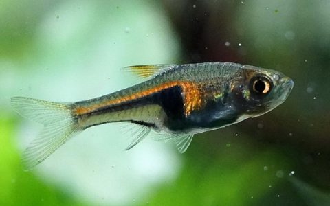 小三角灯 （Glowlight rasbora）灯鱼饲养资料，图片