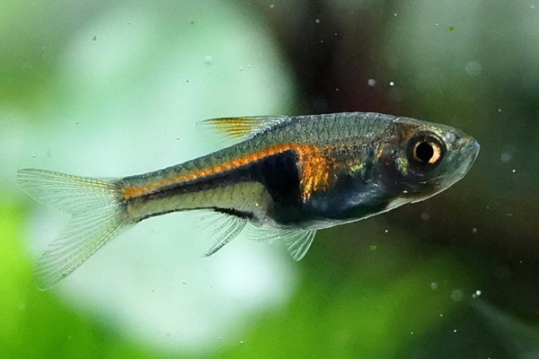 小三角灯 （Glowlight rasbora）灯鱼饲养资料，图片