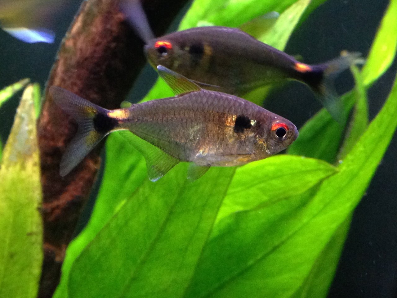 头尾灯 （Hemigrammus ocellifer）灯鱼饲养资料，图片