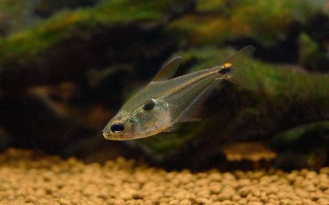 秘鲁红翅金刚灯 （Phenacogaster sp.）灯鱼饲养资料，图片