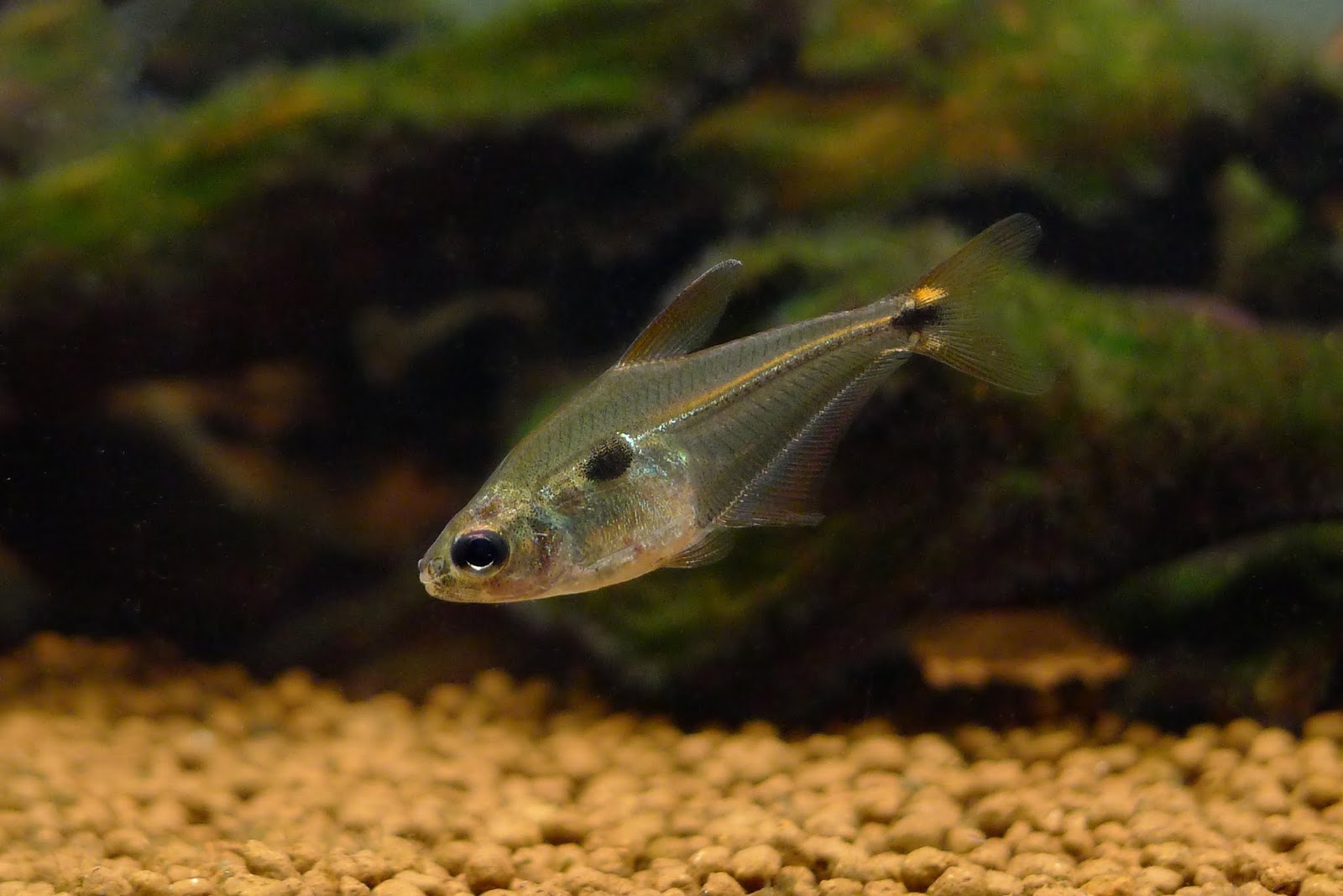 秘鲁红翅金刚灯 （Phenacogaster sp.）灯鱼饲养资料，图片