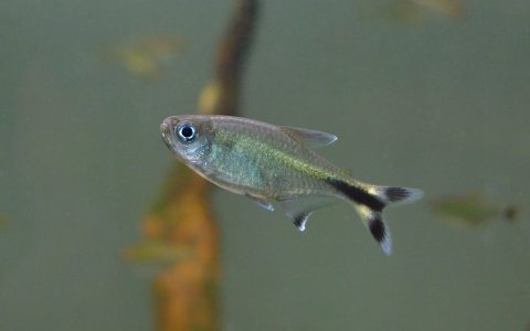 温泉剪刀灯 （Moenkhausia sp. “scissor tail from Rio San migual”）灯鱼饲养资料，图片