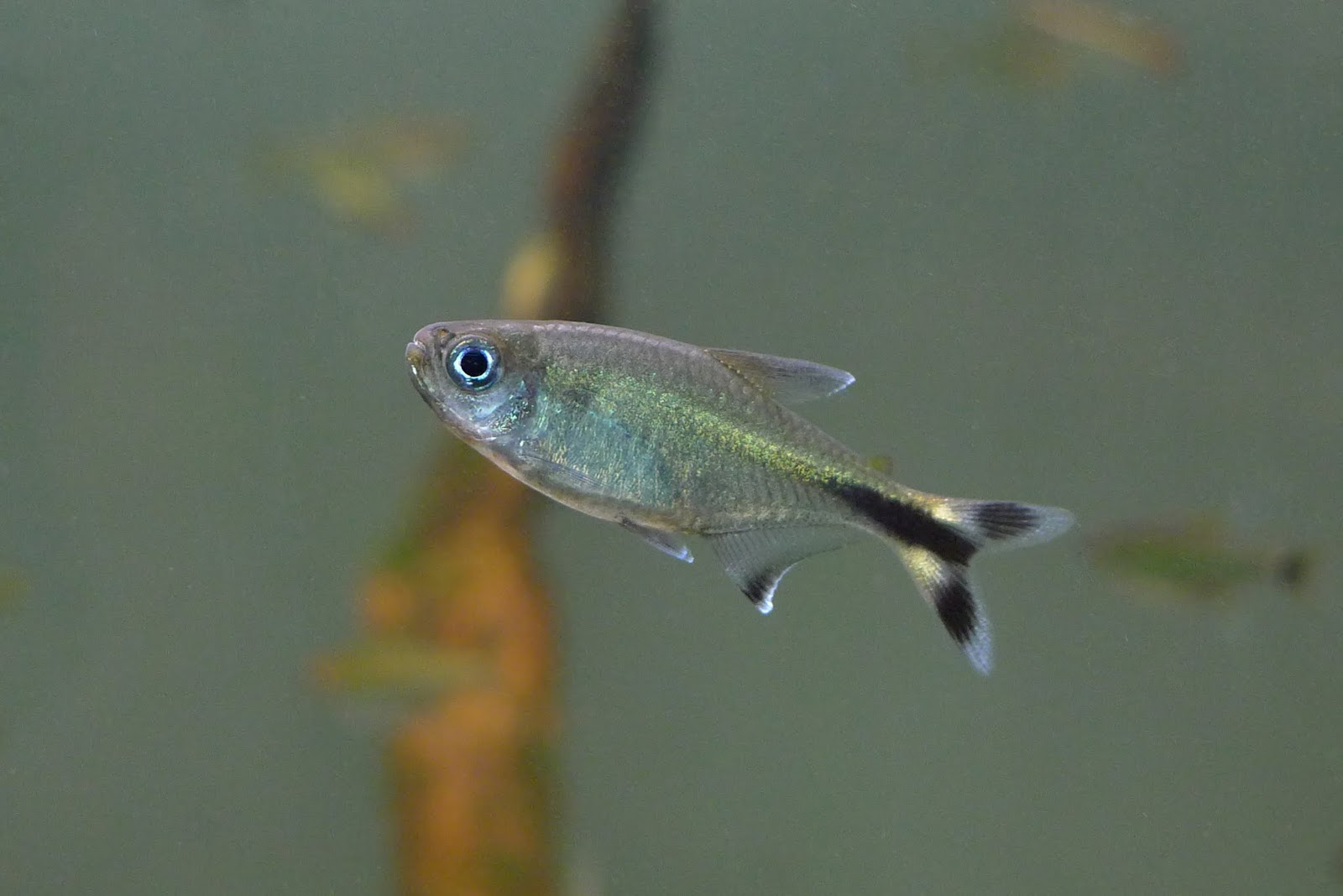 温泉剪刀灯 （Moenkhausia sp. “scissor tail from Rio San migual”）灯鱼饲养资料，图片