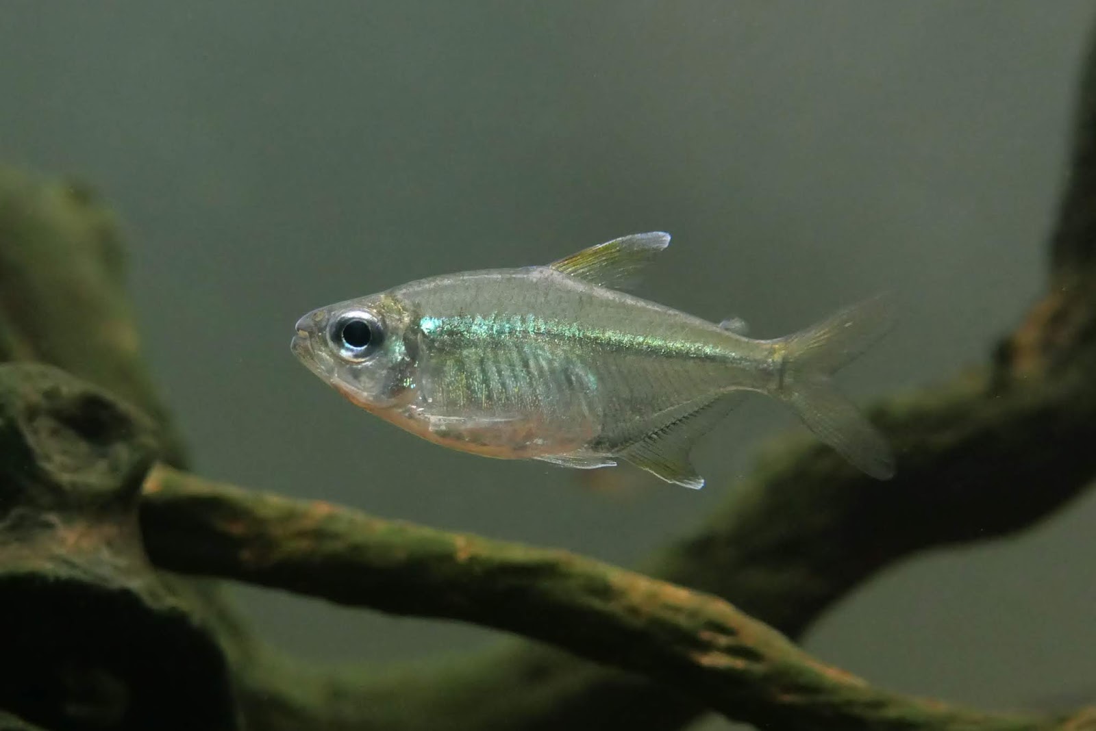 潘塔纳尔蓝线王子灯 （Hemigrammus sp. “blue line” from Pantanal）灯鱼饲养资料，图片