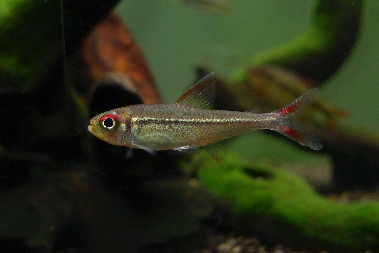 红眼祖鲁亚灯 （Hyphessobrycon chiribiquete）灯鱼饲养资料，图片