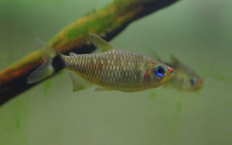 红唇可卡灯 (Moenkhausia cosmops)灯鱼饲养资料，图片