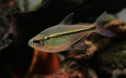 红目双带王子灯 （Hemigrammus sp.）灯鱼饲养资料，图片