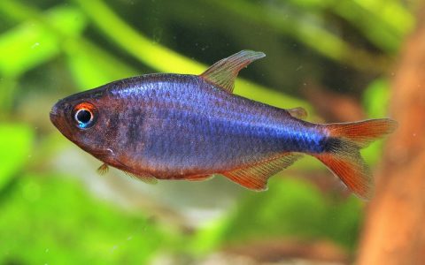 蓝钻红梅灯 （Hyphessobrycon wadai）灯鱼饲养资料，图片