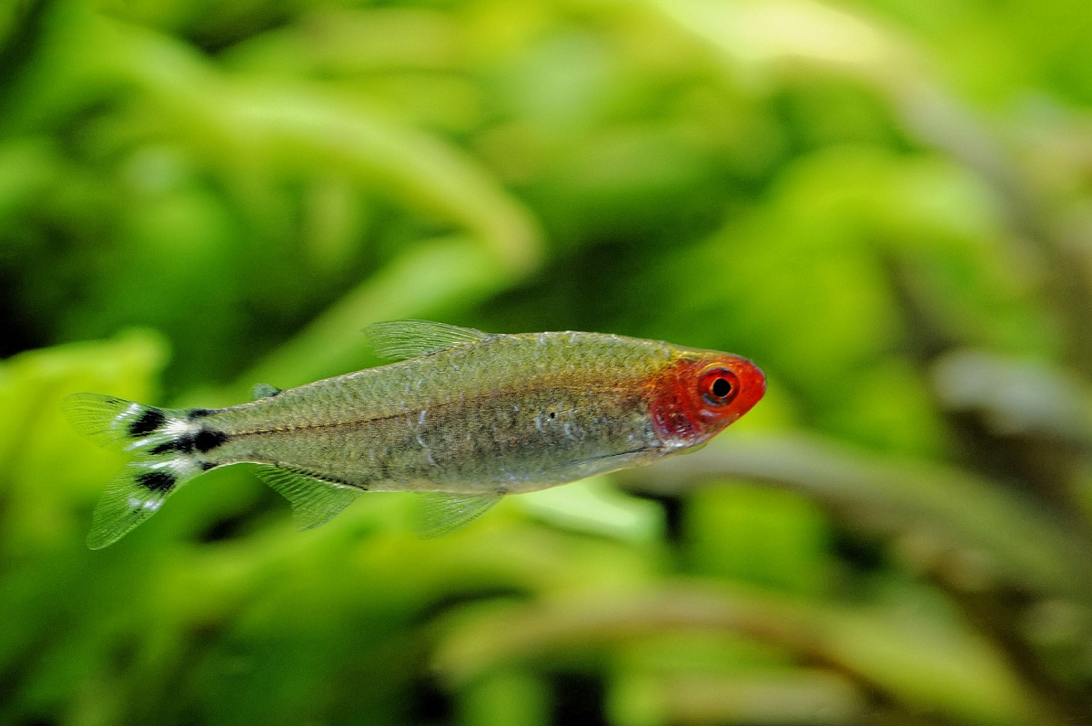 红眼剪刀 （Petitella georgiae）灯鱼饲养资料，图片
