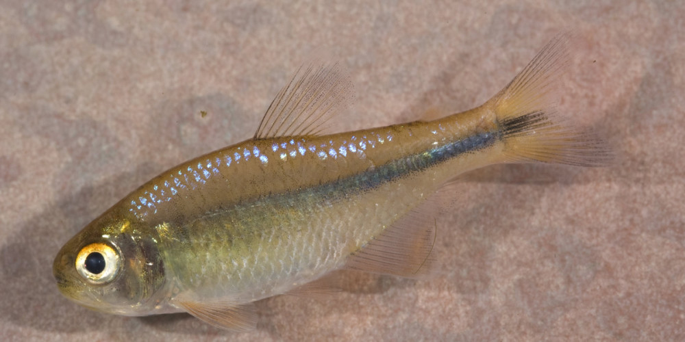 巨人蓝彩灯 （Knodus megalops）灯鱼饲养资料，图片
